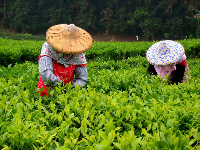 紅玉紅茶の茶摘み風景。紅玉紅茶は大葉種の茶葉から作られます。