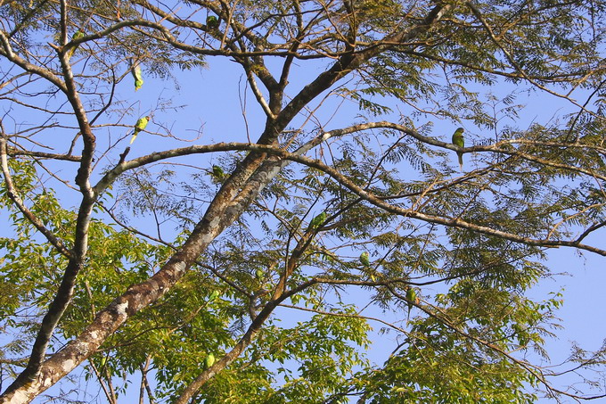 There are many parrots on the tree. Thanks to the bio-garden practice, the ecological condition is rapidly recovering in Darjeeling.
