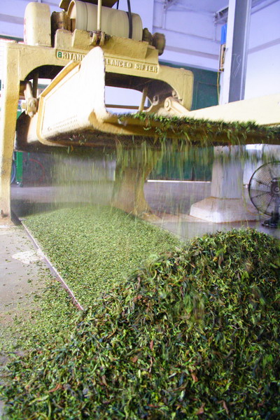 In the middle of the rolling process, tea leaves are sieved into a few sizes. The big leaf is returned back to the rolling machine.