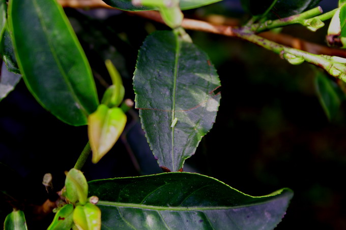 Green Fly plays the primary role in producing the muscatel flavor.