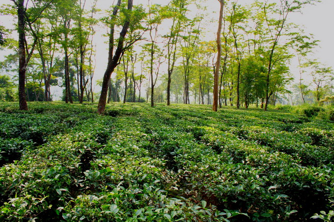 Low Grown Tea Garden is located on level ground
