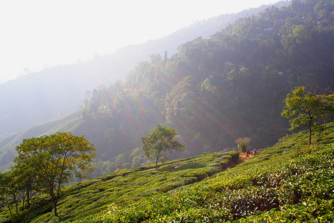 The tea garden in the morning with sunshine: It is only during the earlier hours of the day when we can have a clear view. Starting from 10-11am, the tea gardens are fully covered by very thick fog. 