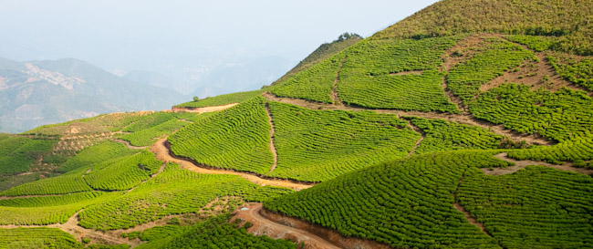 pu-erh tea