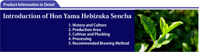 Introduction of Shizuoka Sencha