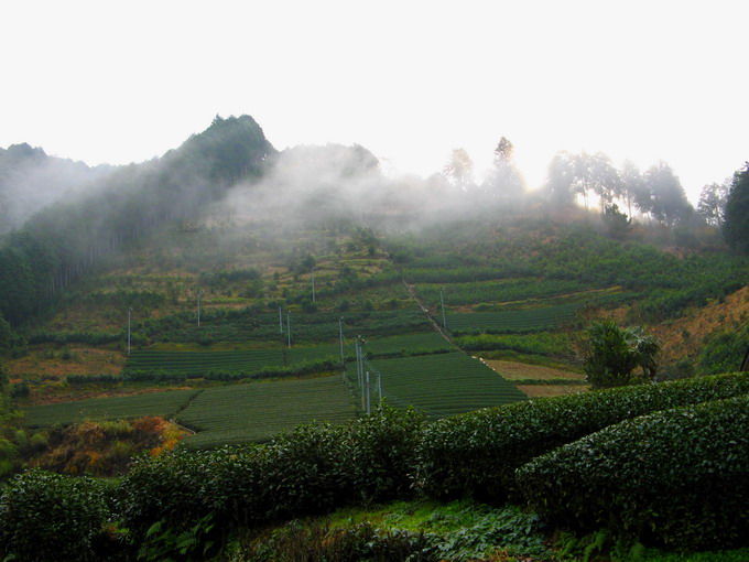 Fog covers the tea garden. Therefore, tea leaves are rich in theanine.