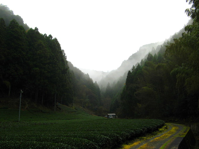 The tea garden of Hon Yama tea is cultivated along the natural alpine river. The fog produced by the river creates a very ideal quality of tea leaves.