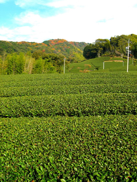The tea garden of Hon Yama tea in autumn.