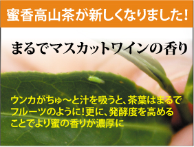 蜜香高山茶が新しくなりました。