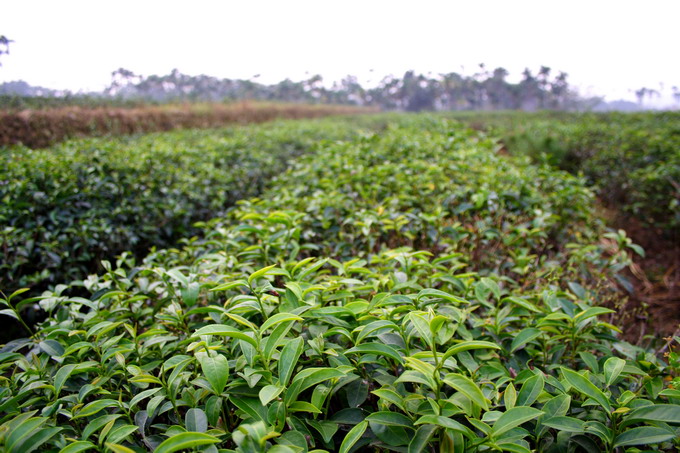 Tea garden of Qing-xin Oolong