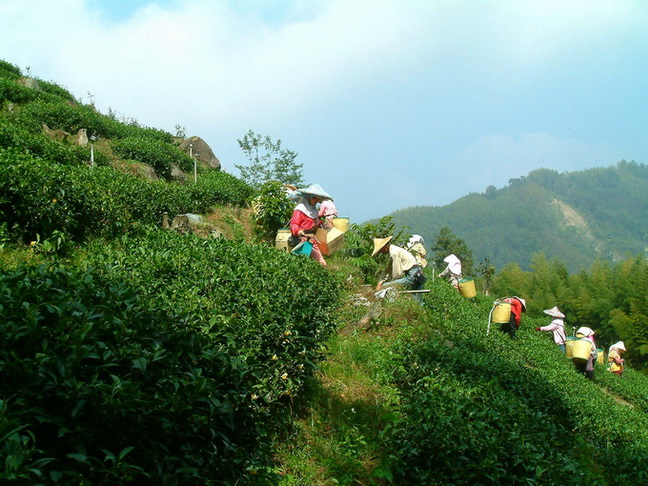 HOJOの梨山茶は2000ｍ以上の高山で栽培された茶葉から作られます。