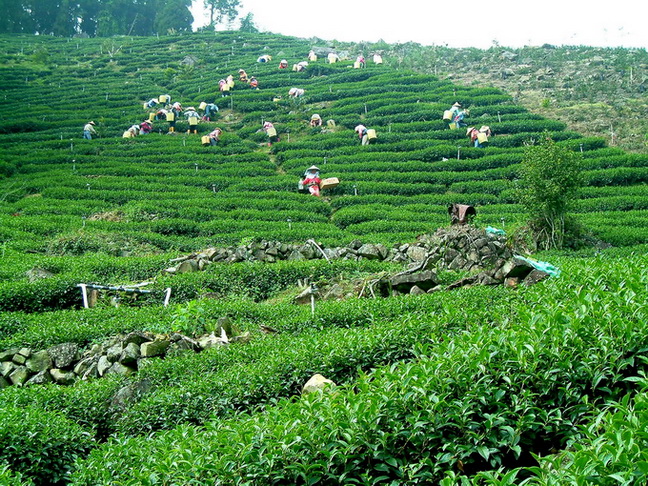 梨山茶の茶摘み風景
