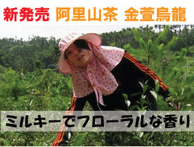 新発売　阿里山茶　金萱