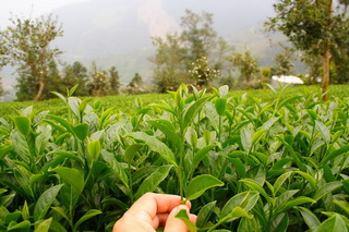 高山茶の茶園風景