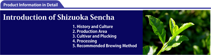 Introduction of Shizuoka Sencha
