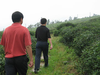 茶園の視察