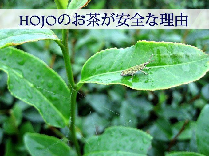 �yHOJO�̂��������S�ȗ��R�z