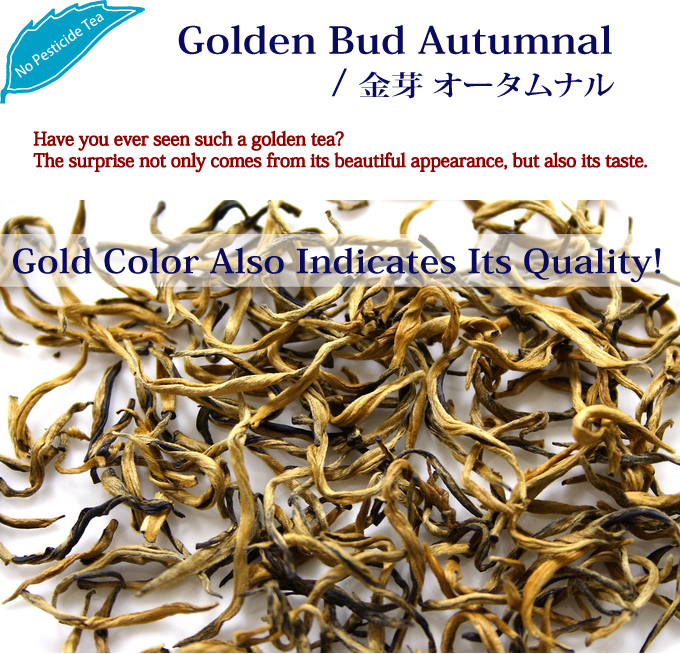 Have you ever seen such a golden tea? The surprise not only comes from its beautiful appearance, but also its taste./ Golden Bud Autumnal