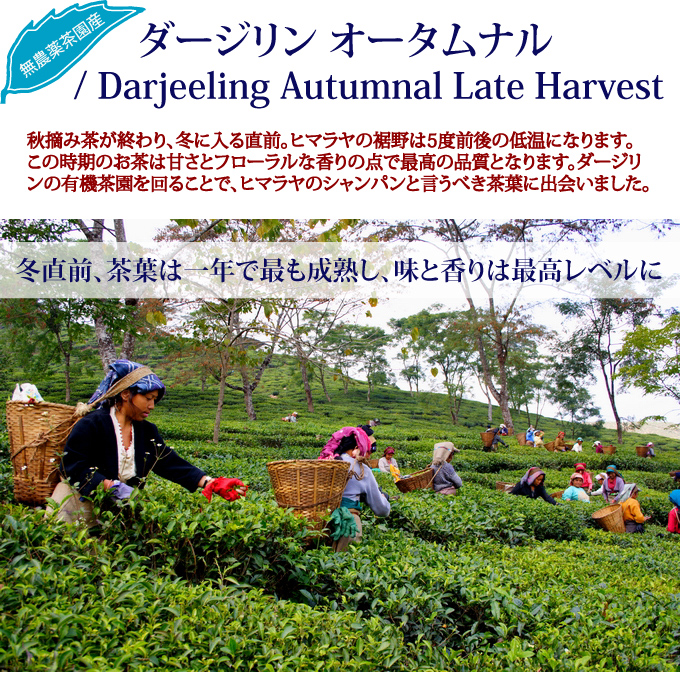 �_�[�W���� �I�[�^���i���iDarjeeling�j
