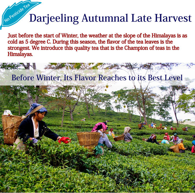 Just before the start of Winter, the weather at the slope of the Himalayas is as cold as 5 degree C. During this season, the flavor of the tea leaves is the strongest. We introduce this quality tea that is the Champion of teas in the Himalayas./ Darjeeling Autumnal Late Harvest