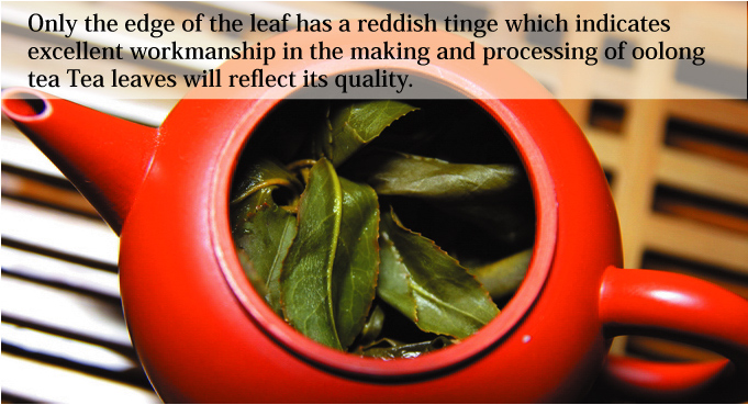 Only the edge of the leaf has a reddish tinge which indicates excellent workmanship in the making and processing of oolong tea Tea leaves will reflect its quality.