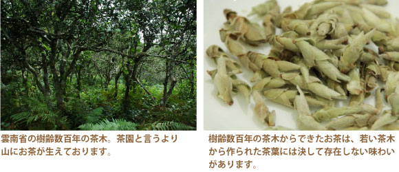 理想の高級茶を飲んでみたい