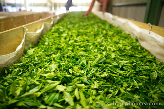 緑茶の種類を製法と品種により徹底解説