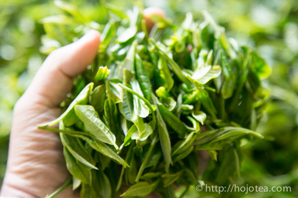 tea leaf of bai mu dan