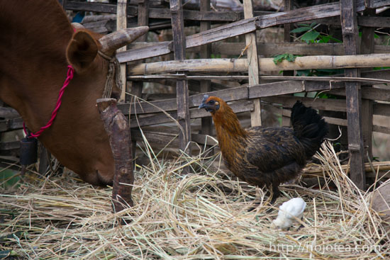 雲南省の少数民族が所有する家畜