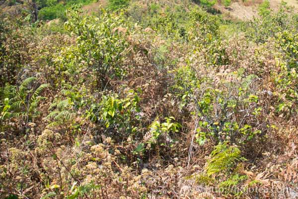 Tea garden of Gu shu yinzhen