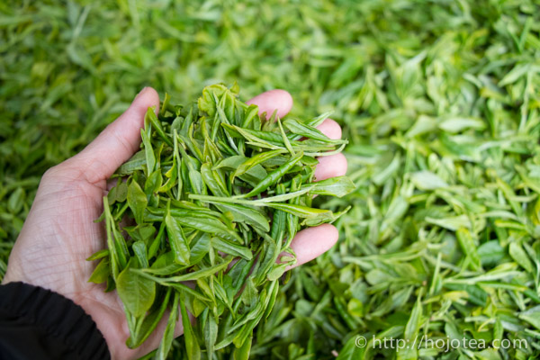 tea leaf of bai mu dan