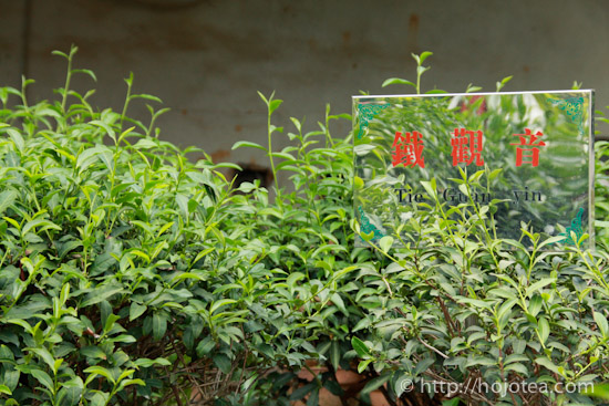 Tie Guan Yin cultivar