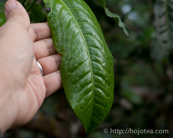 huge tea leaf