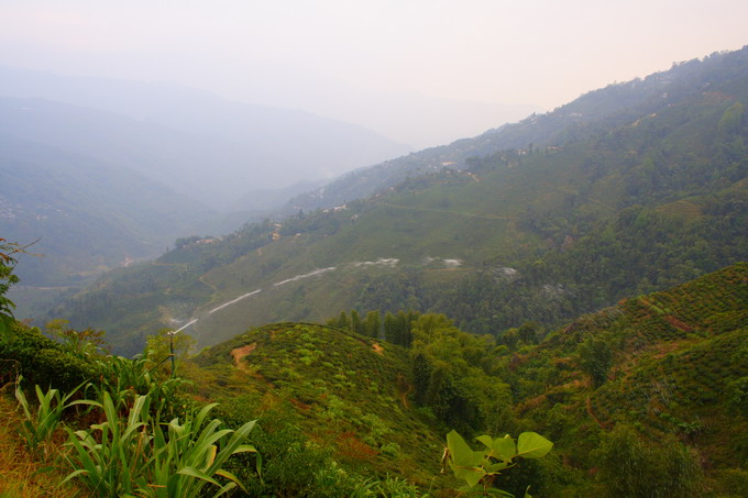 Water is pump up from the factory and spray to the tea garden.