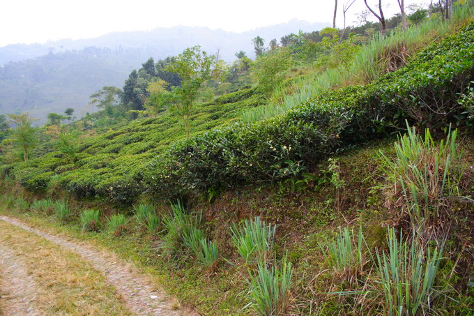 Lemon Grass as shown here is planted along the tea garden to get rid of insects.