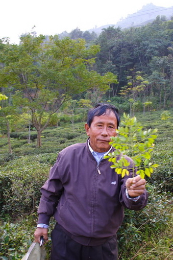 They grow herbs and use it to get rid of insects.