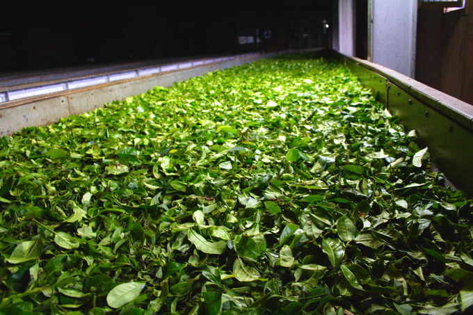 Tea leaves is spread on withering tray