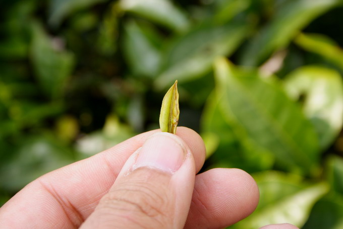 Tea bud that is bitten by Thrip. It turned into yellow in color.