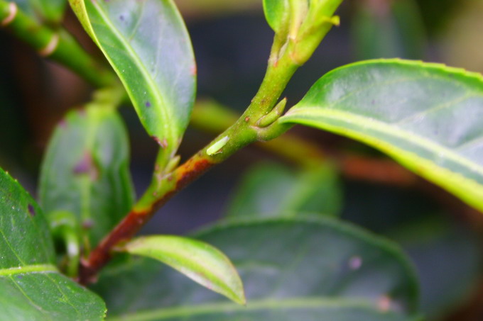 The tiny insect seen on the stem is the well known green fly.