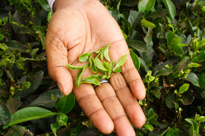 This is the leaves that are plucked by hand