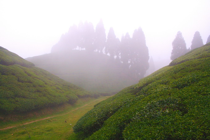 Tea garden located at 2000m