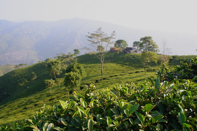 High Grown Darjeeling Tea Garden