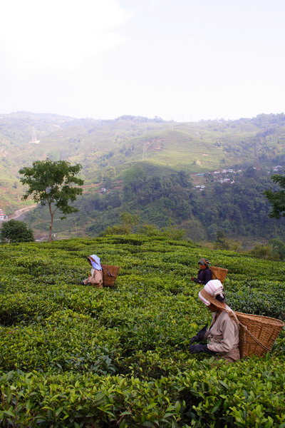 Plucking is carried out in the morning