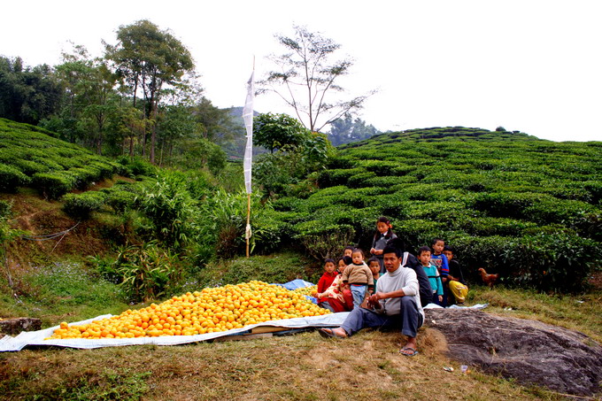 Orange is also Camellia group plant as tea. Therefore orange exist where tea exist.