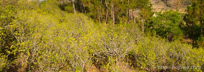 白鶯山古樹生茶 プーアル茶 : 世界の高級茶ブランドHOJO