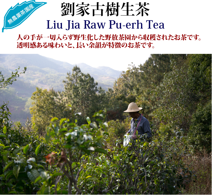 劉家古樹生茶 2014年産: 世界の高級茶ブランドHOJO