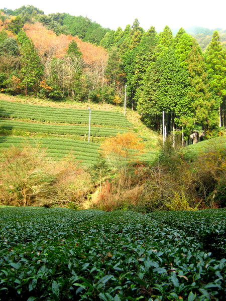 本山茶の茶園風景1