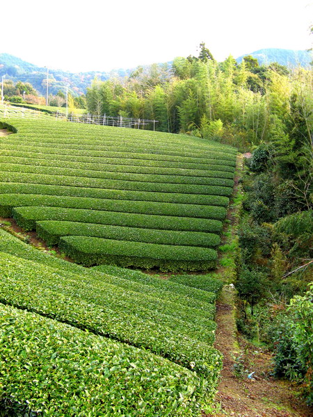 本山茶の茶園風景3