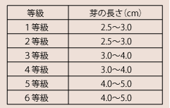 獅峰龍井　等級と芽の長さ