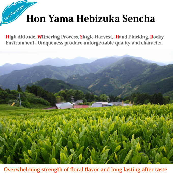 Japanese Tea (Green Tea), Shizuoka Tea, Hon Yama Hebizuka Sencha
