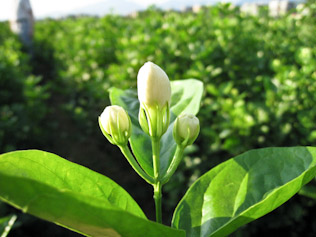 高級ジャスミン茶はここがちがう おすすめのジャスミン茶の選び方 お茶の専門店hojo